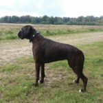 Deutscher Boxer Hund