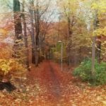 Herbst Herbstwald