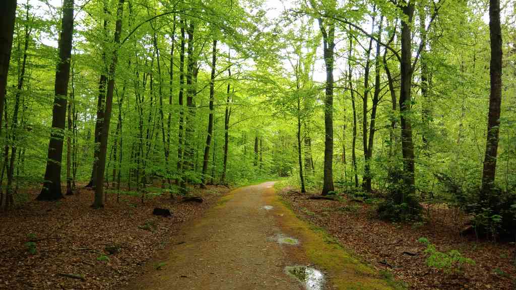 Der Frühlingswald in Reinbek – Frühlingsbilder