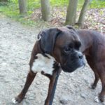 Boxer Hund im Wald