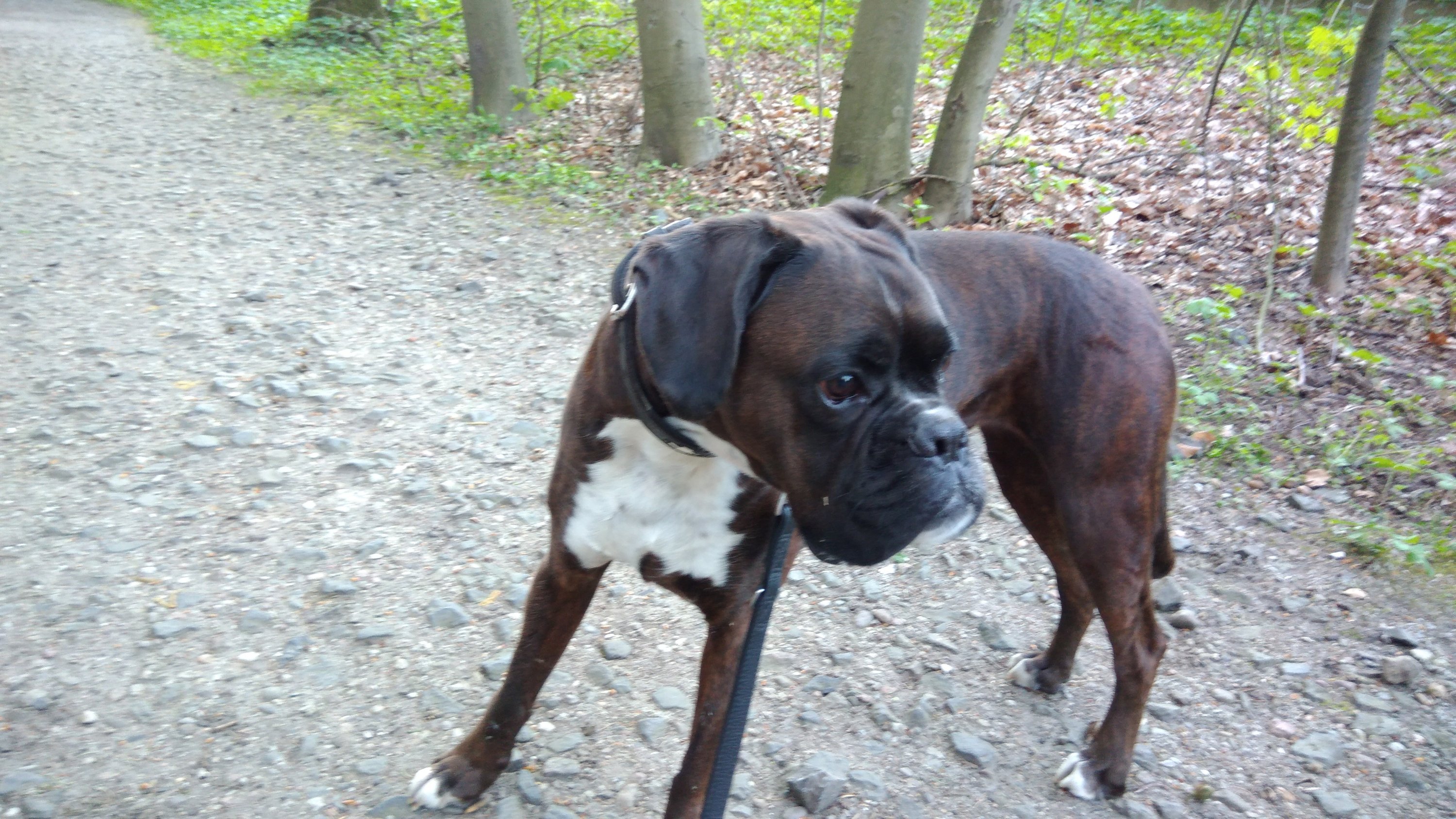 Boxer Hund im Wald