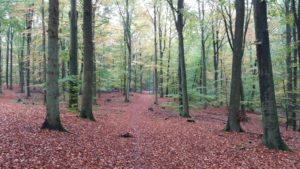 Herbstwald – der Wald im Herbst