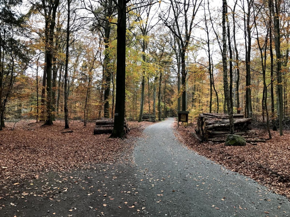 Herbstwald Herbst Hintergrundbild