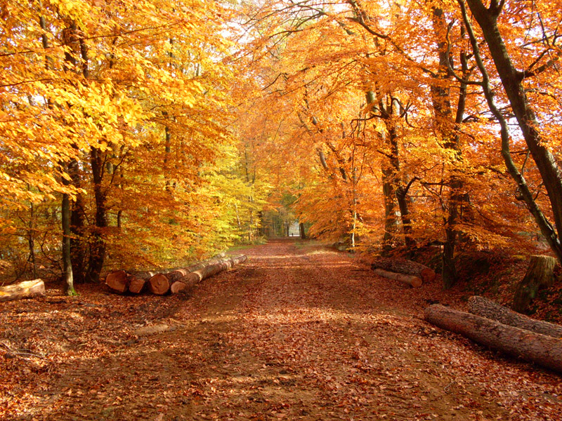 Herbstanfang 2023: Farbenreiche Melodien der Natur