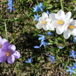 Frühlingsbilder - Fotos vom Frühling - schöne Frühlingsblumen
